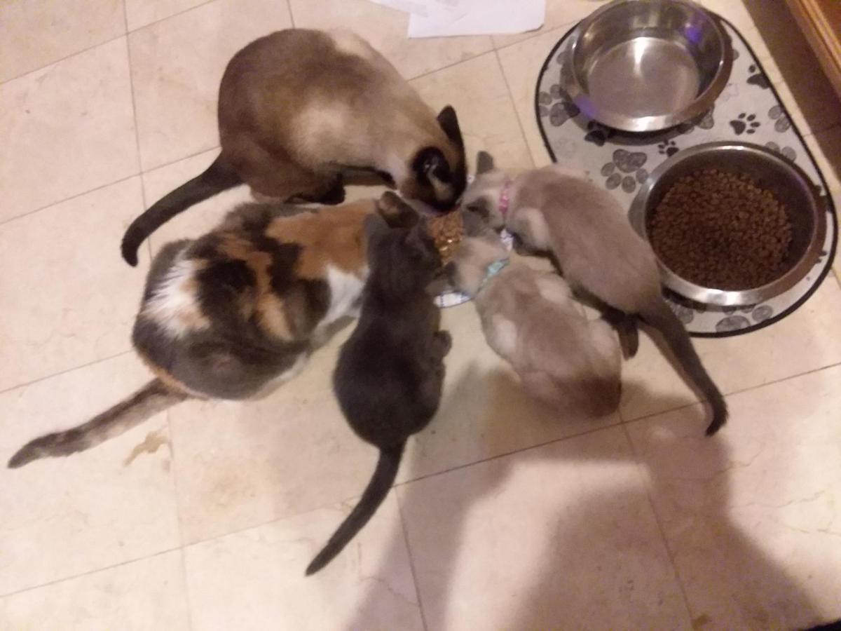 Homestay Catmosphere